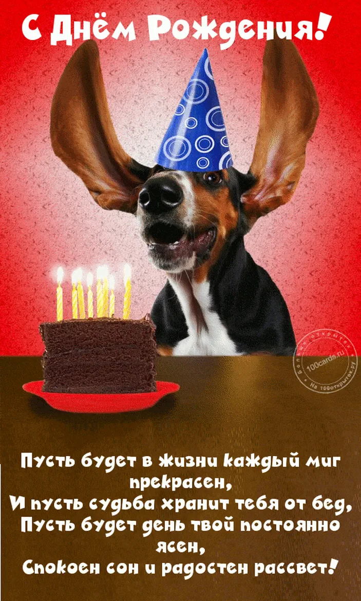 Чудной пес с поздравлениеми на открытке в день рождения