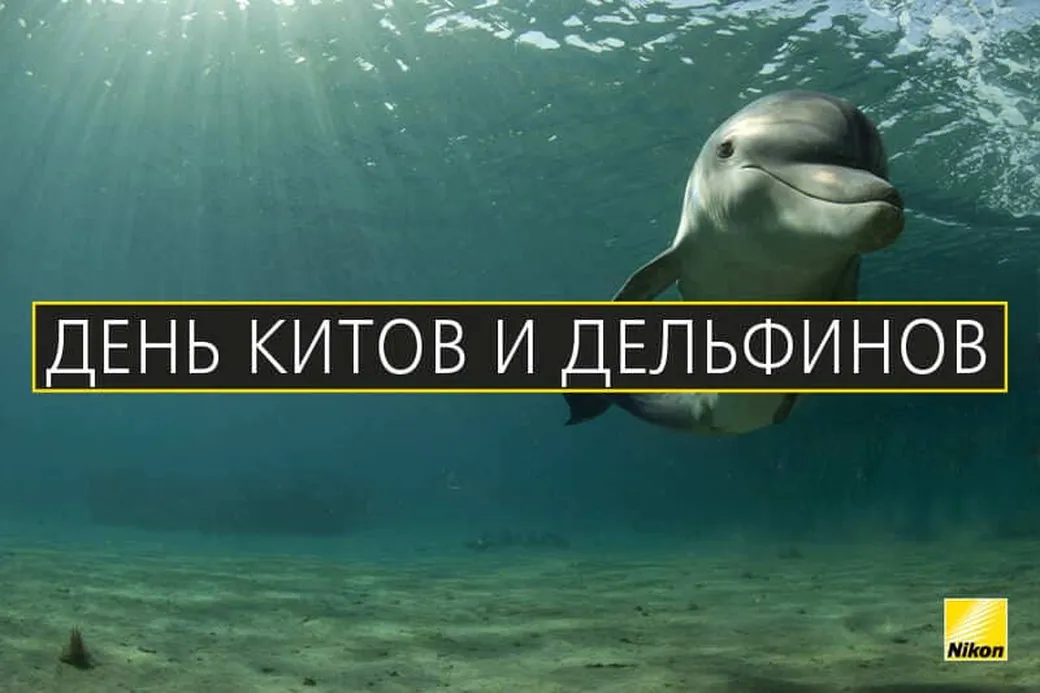 Тематическая открытка с днем китов и дельфинов