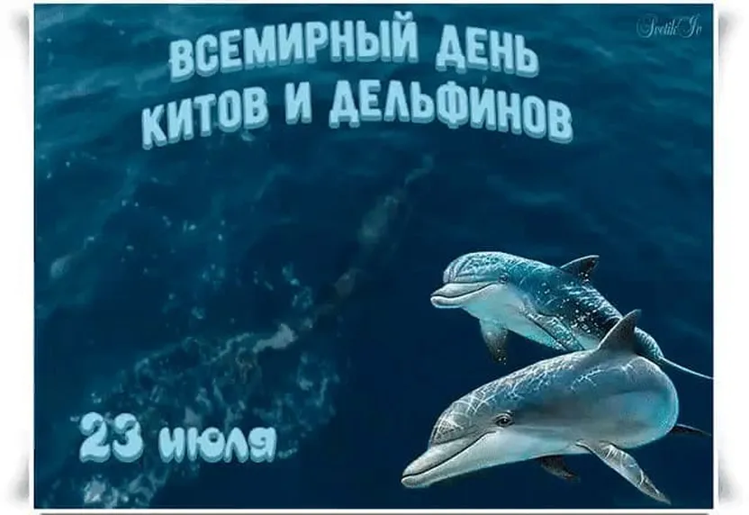 Открытка с днем китов и дельфинов в Вайбер или Вацап