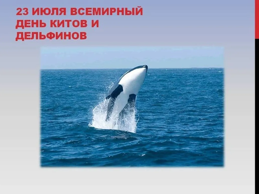 Большая открытка с днем китов и дельфинов