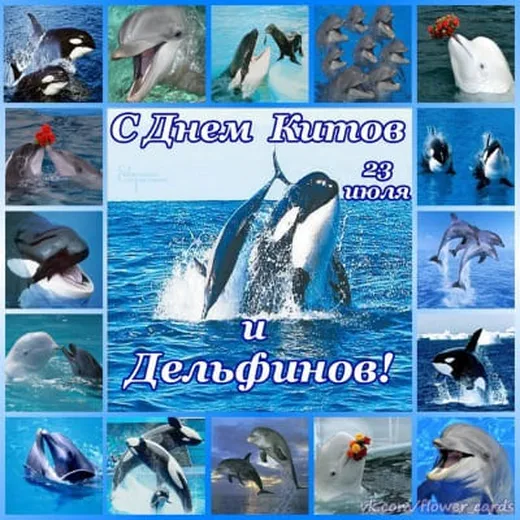 Позитивная открытка с днем китов и дельфинов