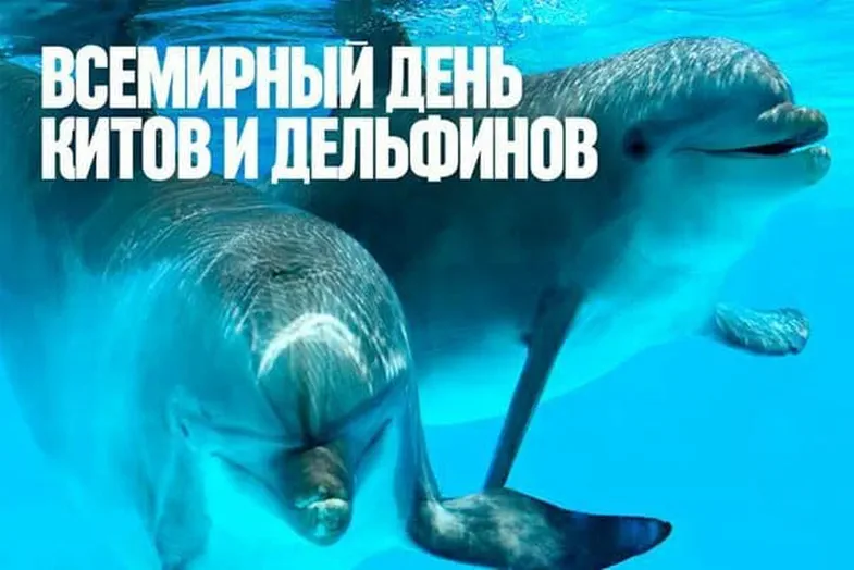 Яркая открытка с днем китов и дельфинов